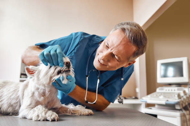 Best Emergency Root Canal Treatment in Edmonds, WA